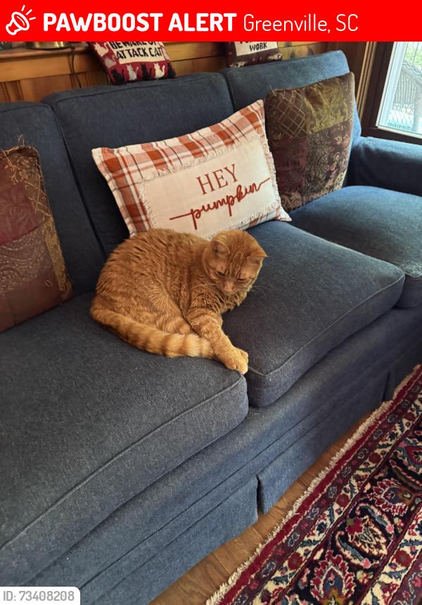 Lost Male Cat last seen North Main Street/Stone Lake Area, Greenville, SC 29609