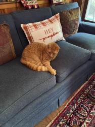 Lost Male Cat last seen North Main Street/Stone Lake Area, Greenville, SC 29609