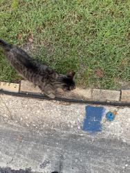 Found/Stray Unknown Cat last seen Near street north Meadowlawn dr north, St. Petersburg, FL 33714