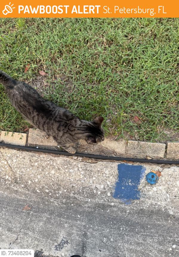 Found/Stray Unknown Cat last seen Near street north Meadowlawn dr north, St. Petersburg, FL 33714