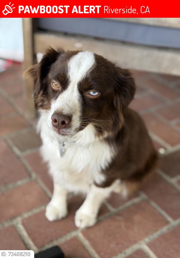 Lost Male Dog last seen St Lawrence and Victoria avenue, Riverside, CA 92504