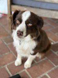 Lost Male Dog last seen St Lawrence and Victoria avenue, Riverside, CA 92504