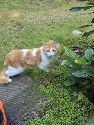 Reunited Unknown Cat last seen 228th Ave ne & E Main st, Sammamish, WA 98074