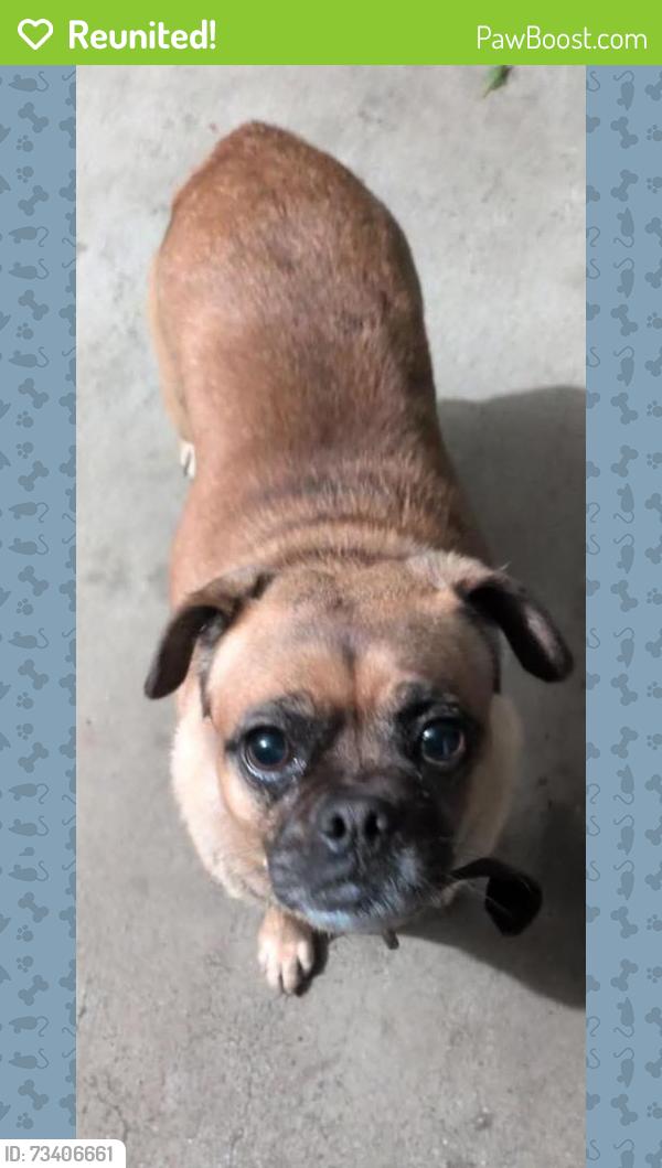 Reunited Female Dog last seen 9700-9710 Woodman Ave, Arleta, CA 91331, USA, Los Angeles, CA 91331