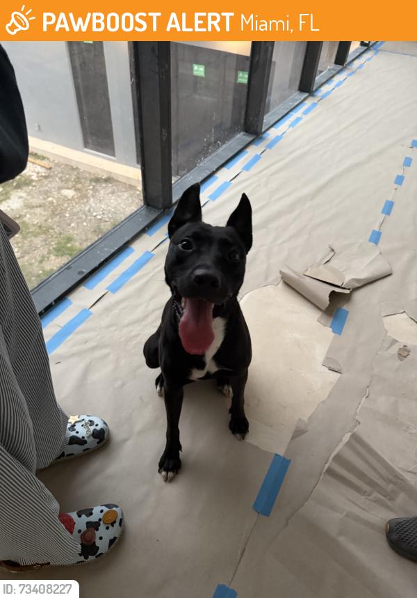 Found/Stray Female Dog last seen 56th and 87thave, Miami, FL 33155