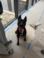 Found/Stray Female Dog last seen 56th and 87thave, Miami, FL 33155