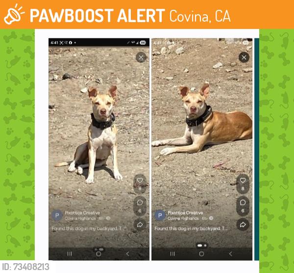 Found/Stray Female Dog last seen off Grand Ave. and Lorencita, Covina, CA 91723