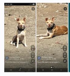Found/Stray Female Dog last seen off Grand Ave. and Lorencita, Covina, CA 91723