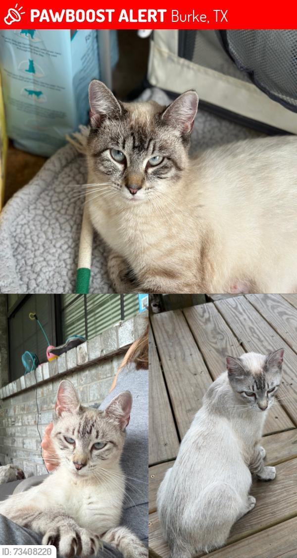 Lost Female Cat last seen Angelina County Airport, Burke, TX 75941