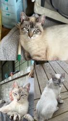Lost Female Cat last seen Angelina County Airport, Burke, TX 75941