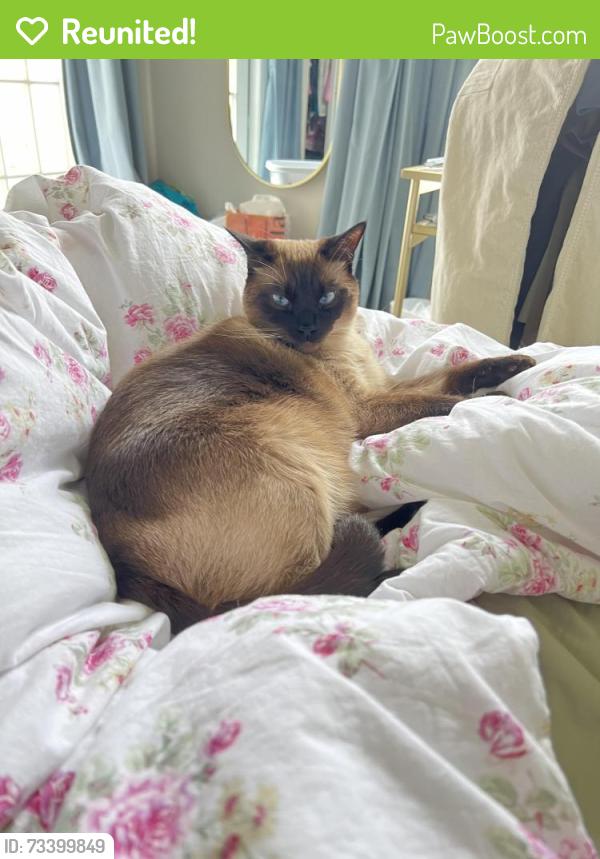 Reunited Male Cat last seen Lloyd Avenue and Lacrosse Street, Pittsburgh, PA 15218