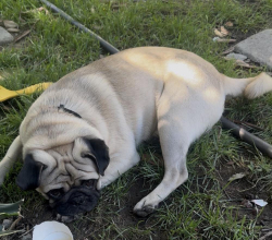 Lost Male Dog last seen Ninth street and maple ave, Bloomington, CA 92316