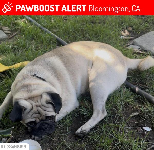 Lost Male Dog last seen Ninth street and maple ave, Bloomington, CA 92316