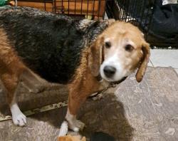 Reunited Male Dog last seen Elm Drive and Signall Hill Intersection of Mechanicsville, Mechanicsville, VA 23111