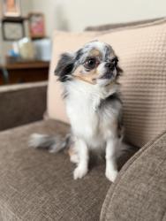 Lost Female Dog last seen Mosquito Pass Dr and Rio Vista, Colorado Springs, CO 80917