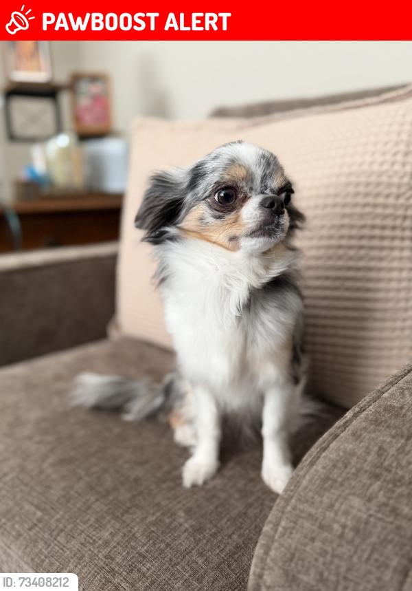 Lost Female Dog last seen Mosquito Pass Dr and Rio Vista, Colorado Springs, CO 80917