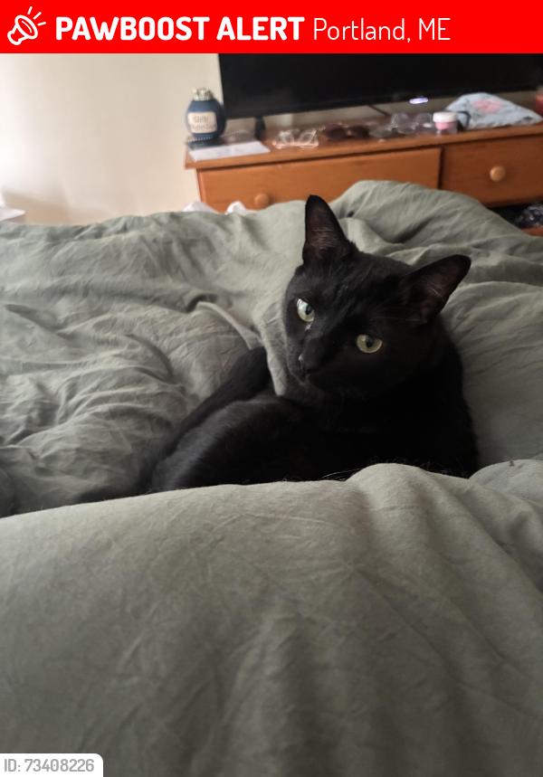 Lost Male Cat last seen Princeton Pines apmt complex, Portland, ME 04103