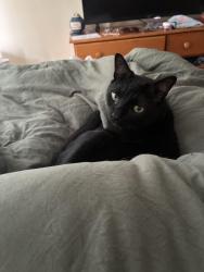 Lost Male Cat last seen Princeton Pines apmt complex, Portland, ME 04103