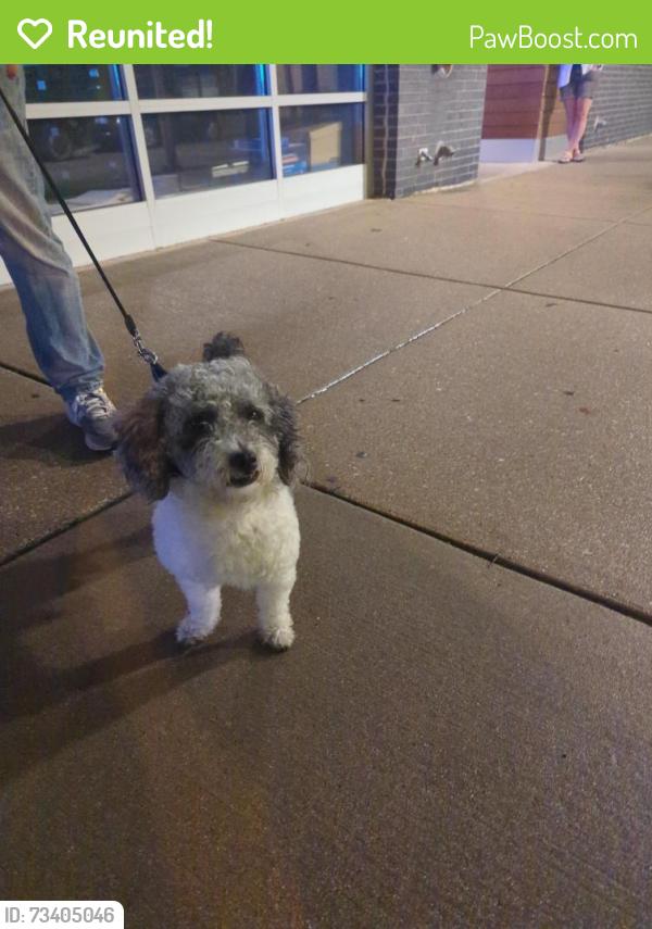 Reunited Male Dog last seen Leland & Kedzie, Chicago, IL 60625