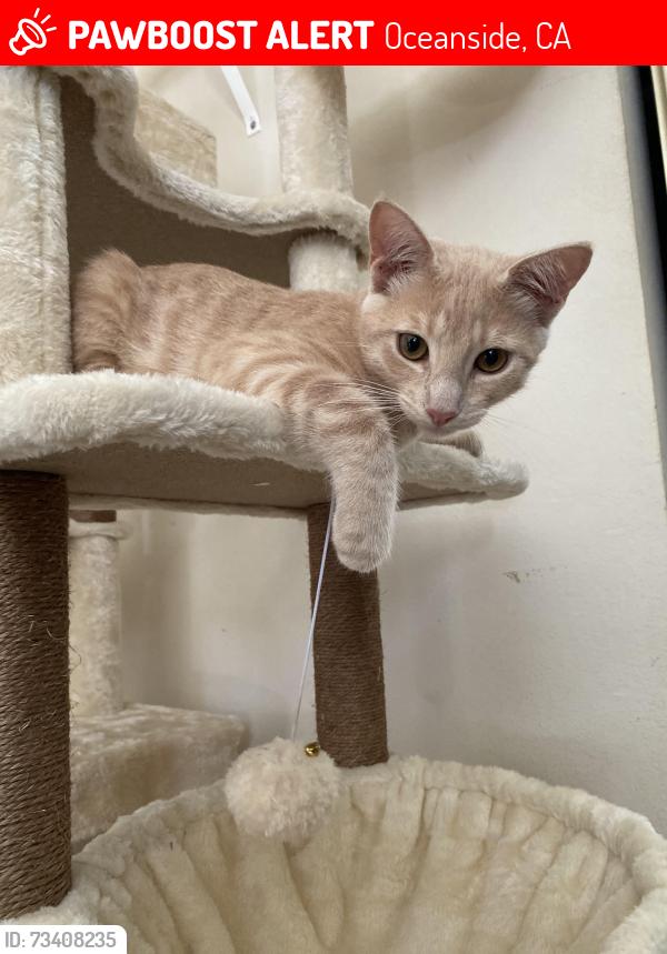 Lost Male Cat last seen Sky Haven Lane And Serena, Oceanside, CA 92056