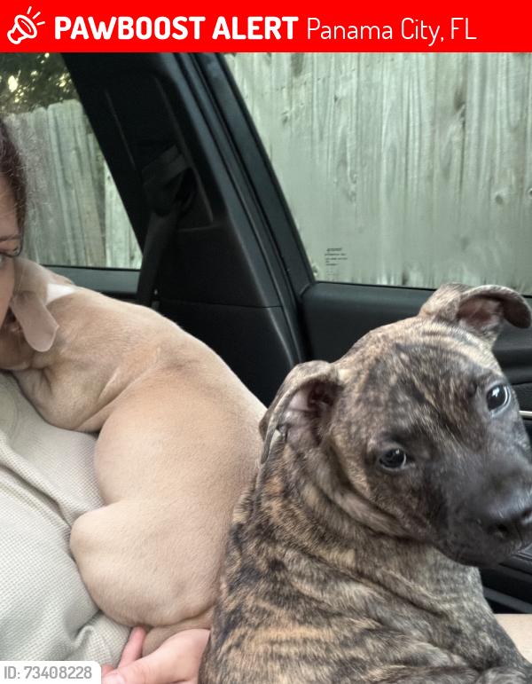 Lost Male Dog last seen Thomas dr, Panama City, FL 32408