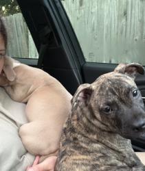 Lost Male Dog last seen Thomas dr, Panama City, FL 32408