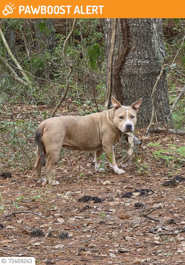Found/Stray Unknown Dog last seen Near Lake Mt Pleasant Rd and the National Forest entrance/Hidden Forest Rd turnoff, Montgomery County, TX 77356