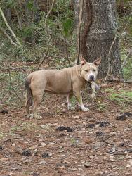 Found/Stray Unknown Dog last seen Near Lake Mt Pleasant Rd and the National Forest entrance/Hidden Forest Rd turnoff, Montgomery County, TX 77356