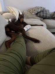 Lost Male Dog last seen Hardy stone dr, Houston, TX 77073