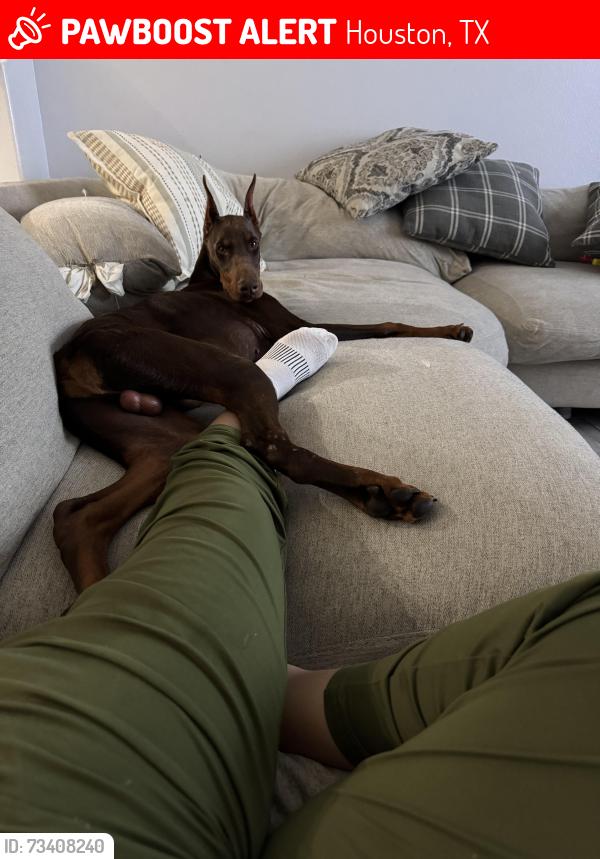 Lost Male Dog last seen Hardy stone dr, Houston, TX 77073