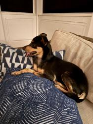 Reunited Unknown Dog last seen Floyd and Hamilton, Richmond, VA 23221