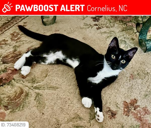 Lost Female Cat last seen Meadowcrossing, Cornelius, NC 28031