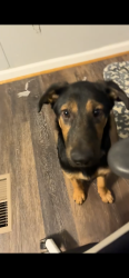 Reunited Female Dog last seen Miracle street, Whitfield County, GA 30740