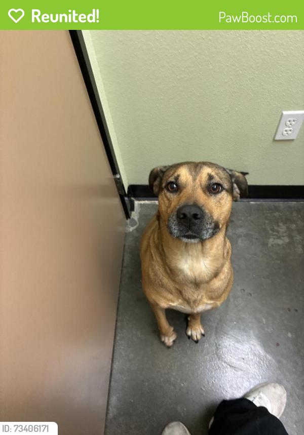 Reunited Female Dog last seen Near North Ave, Vista, CA 92083, USA, Vista, CA 92083