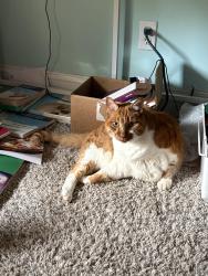 Reunited Male Cat last seen Big Springs ridge rd and derby downs dr, Friendsville, TN 37737