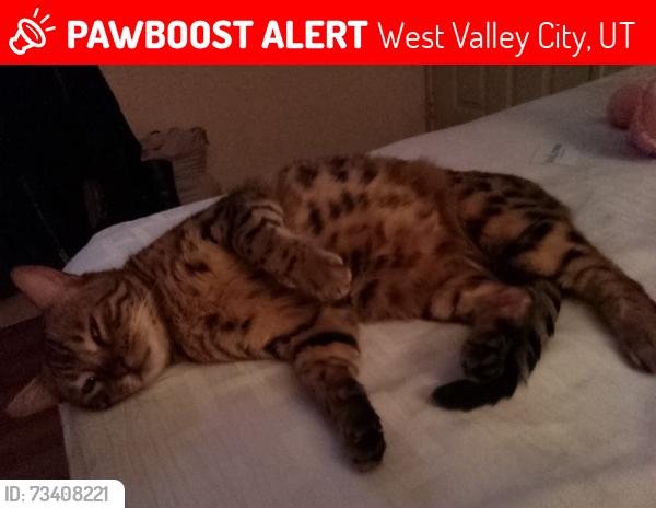 Lost Female Cat last seen Next to walk over bridge on Bagerter and 3100 South, West Valley City, UT 84120