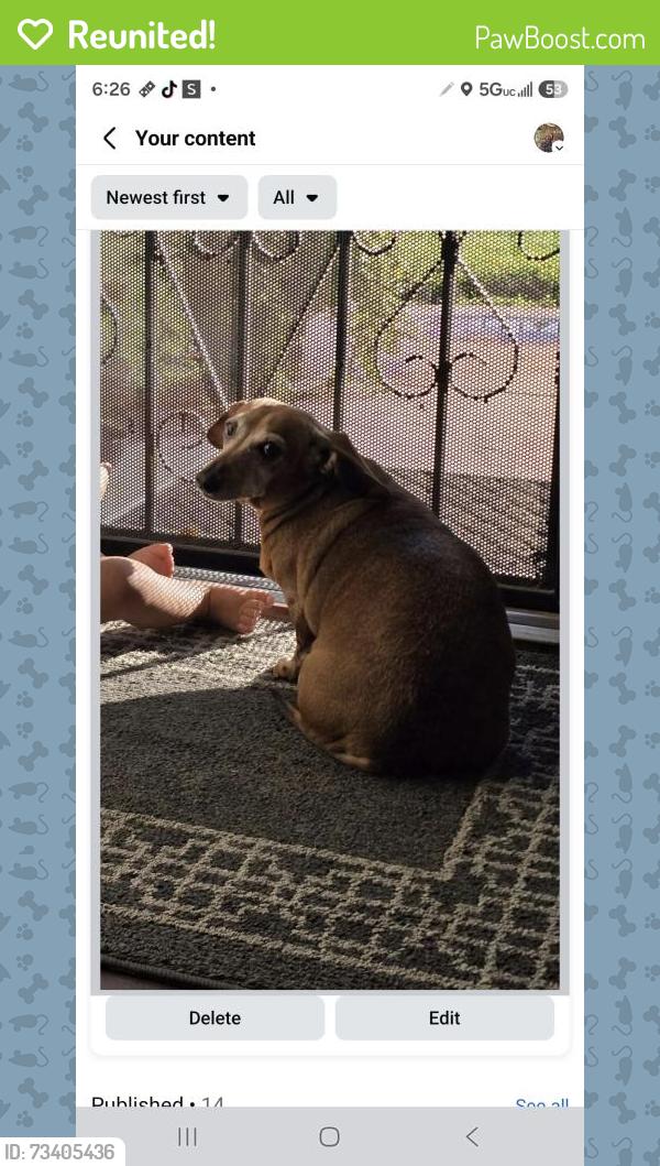 Reunited Female Dog last seen Tracy blvd, Tracy, CA 95376
