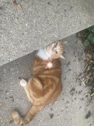 Found/Stray Unknown Cat last seen Wedgewood and Sherwood Rd, Madison, WI 53711