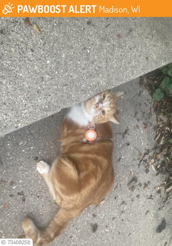 Found/Stray Unknown Cat last seen Wedgewood and Sherwood Rd, Madison, WI 53711