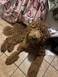 Lost Male Dog last seen 2nd street monte vista ave 91710 Chino ca, Chino, CA 91710