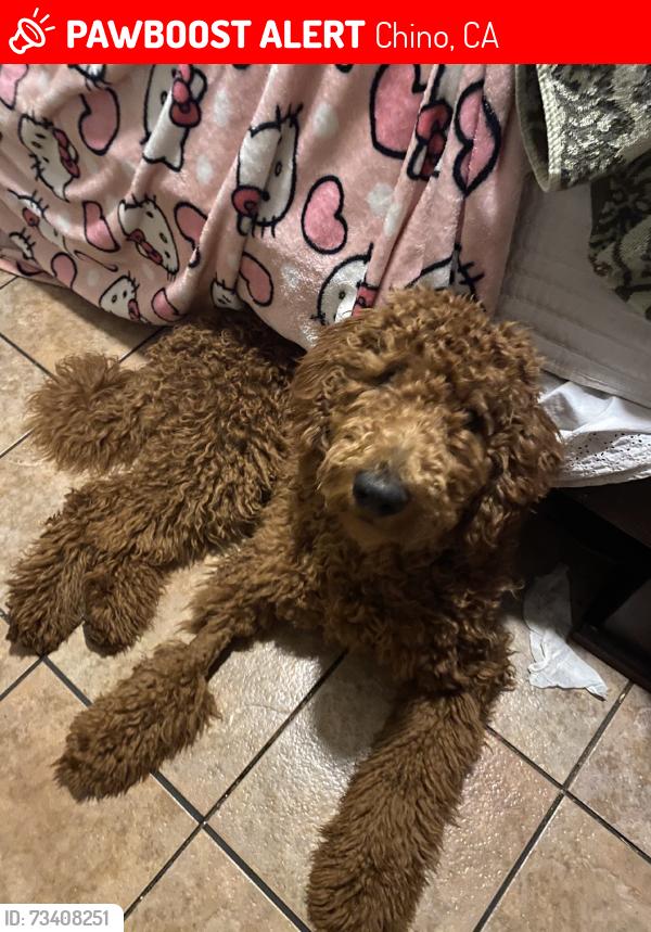 Lost Male Dog last seen 2nd street monte vista ave 91710 Chino ca, Chino, CA 91710