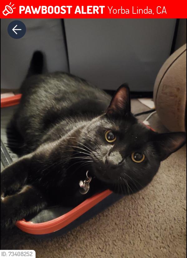Lost Male Cat last seen Camarosa dr and fairmont, Yorba Linda, CA 92886