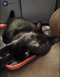 Lost Male Cat last seen Camarosa dr and fairmont, Yorba Linda, CA 92886