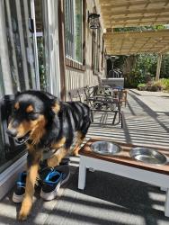 Reunited Male Dog last seen Oak Glen rd., Yucaipa, CA 92399