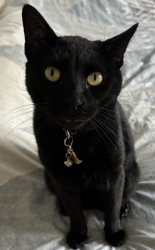 Reunited Male Cat last seen Rose, Los Angeles, CA 90291