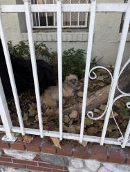 Found/Stray Unknown Dog last seen right in the apmt entrance, Los Angeles, CA 90015