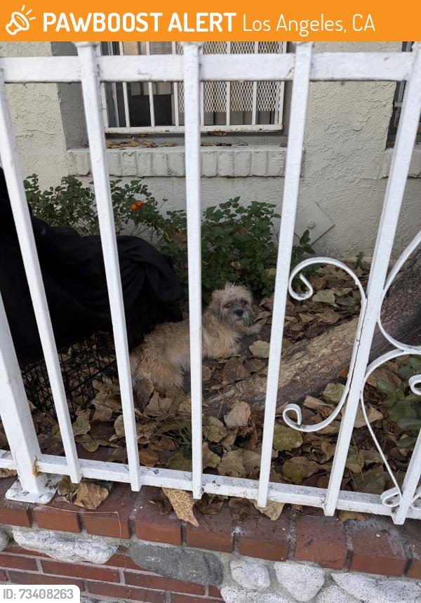 Found/Stray Unknown Dog last seen right in the apmt entrance, Los Angeles, CA 90015