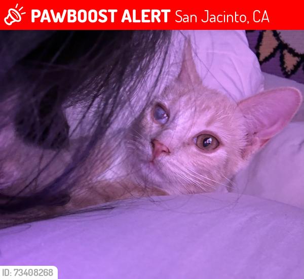 Lost Male Cat last seen Ramona blvd, San Jacinto, CA 92582