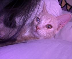 Lost Male Cat last seen Ramona blvd, San Jacinto, CA 92582
