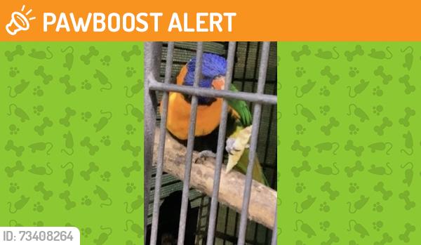 Found/Stray Unknown Bird last seen Seven Hills Road, Baulkham Hills, NSW 2153